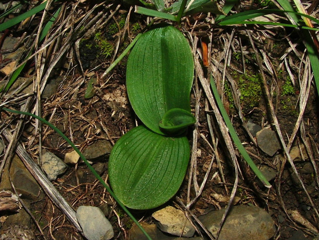 Rosette basali-Genova